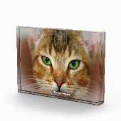 Abyssinian Cat Fotoblock (Rechts)