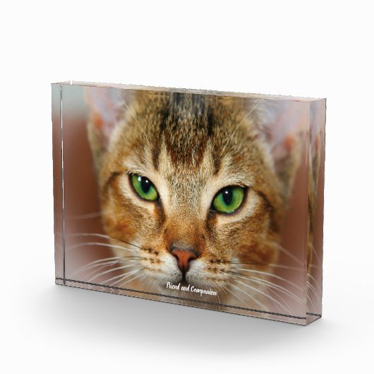 Abyssinian Cat Fotoblock (Rechts)