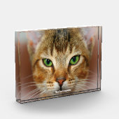 Abyssinian Cat Fotoblock (Links)