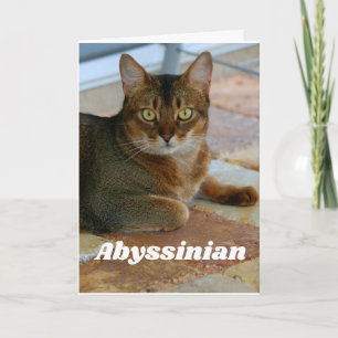 Abyssinian Cat Karte