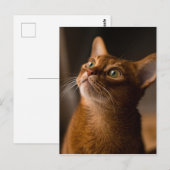 Abyssinian Cat Postkarte (Vorne/Hinten)