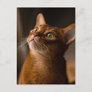 Abyssinian Cat Postkarte