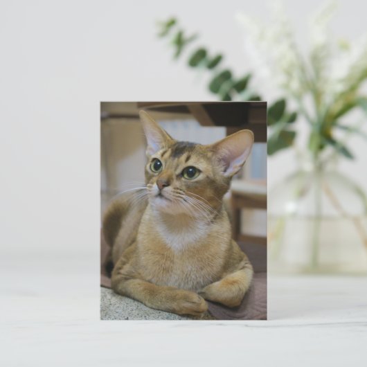 Abyssinian Cat Postkarte (Stehend Vorderseite)