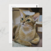Abyssinian Cat Postkarte (Vorne/Hinten)