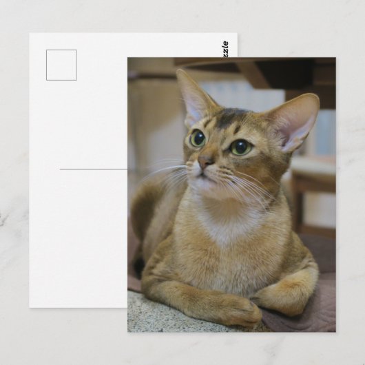 Abyssinian Cat Postkarte (Vorne/Hinten)