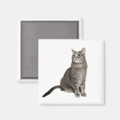 Abyssinian Cat Square Magnet (Vorderseite/Rückseite)