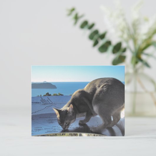 Abyssinian Cat Top of Mount Paku Neuseeland Postkarte (Stehend Vorderseite)