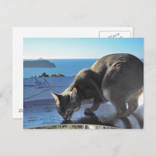 Abyssinian Cat Top of Mount Paku Neuseeland Postkarte (Vorne/Hinten)