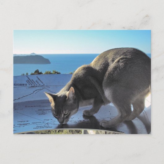 Abyssinian Cat Top of Mount Paku Neuseeland Postkarte (Vorderseite)