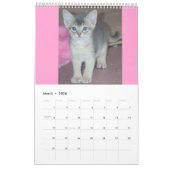 Abyssinian Cats Kalender (Mär 2026)