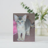 Abyssinian Kitten 6 Wochen alt Postkarte (Stehend Vorderseite)