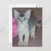 Abyssinian Kitten 6 Wochen alt Postkarte (Vorne/Hinten)