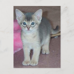 Abyssinian Kitten 6 Wochen alt Postkarte
