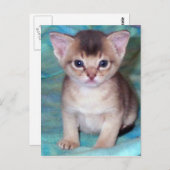 Abyssinian Kitten Baby Cat Postkarten (Vorne/Hinten)