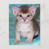 Abyssinian Kitten Baby Cat Postkarten (Vorderseite)
