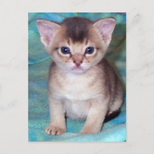 Abyssinian Kitten Baby Cat Postkarten (Vorderseite)