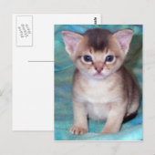 Abyssinian Kitten Postcard Postkarte (Vorne/Hinten)