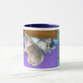 Abyssinian Kittens Tasse (Zentrum)