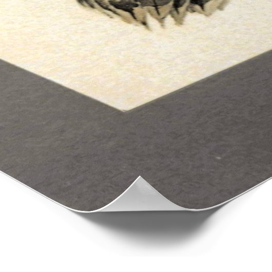 Abyssinian Lanner Poster (Ecke)