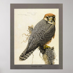 Abyssinian Lanner Poster