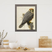 Abyssinian Lanner Poster (Küche)