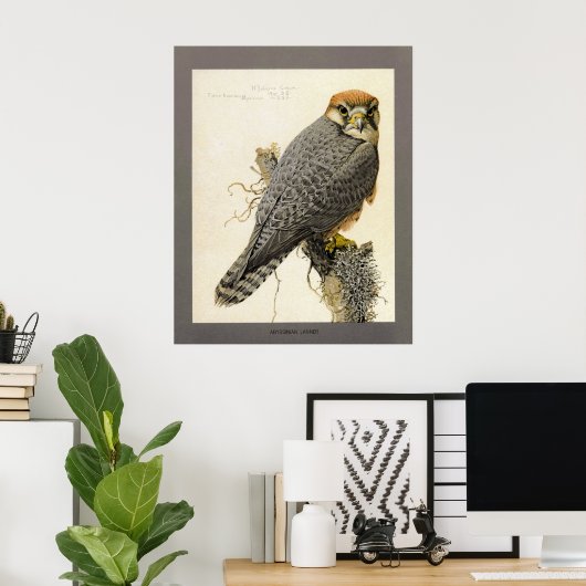 Abyssinian Lanner Poster (Heimbüro)