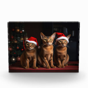 Abyssinier am Kamin Weihnachten Fotoblock