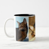 Abyssinische Katzen-rötlicher Pelz Zweifarbige Tasse (Links)