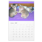 Abyssinischer Kätzchen-und Katzen-Kalender Kalender (Jan 2027)