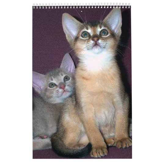 Abyssinischer Kätzchen-und Katzen-Kalender Kalender (Titelbild)
