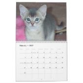 Abyssinischer Katzen-Kalender Kalender (Feb 2027)