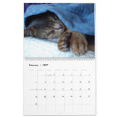 Abyssinischer Schlafenkatzen-Kalender Kalender (Feb 2027)