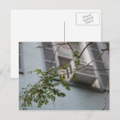 "AC-BLÄTTER" POSTKARTE (KOLLEKTIERBAR) (Vorne/Hinten)