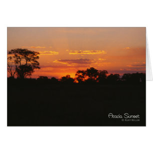 Acacia Sunset