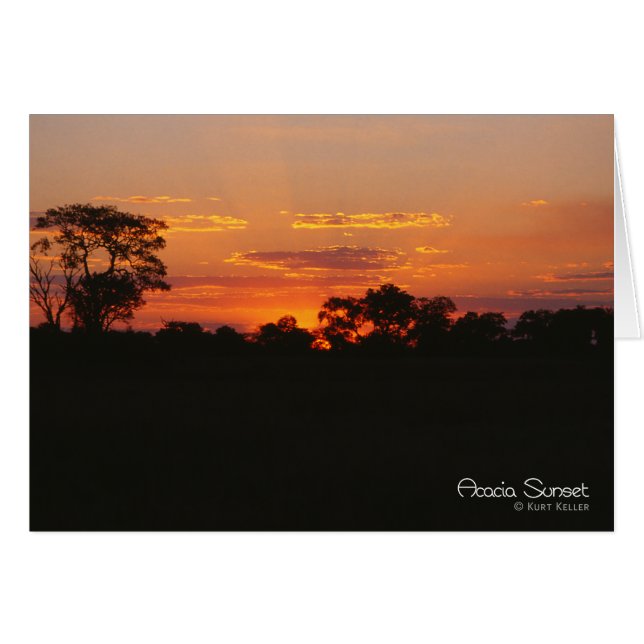 Acacia Sunset (Vorderseite (Horizontal))