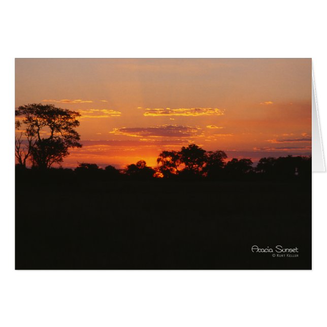 Acacia Sunset Note Card (Vorderseite (Horizontal))