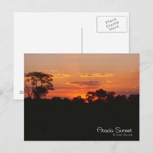 Acacia Sunset Postkarte (Vorne/Hinten)
