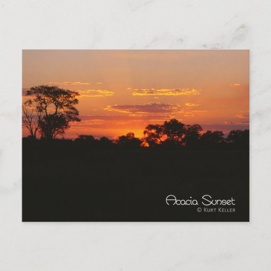 Acacia Sunset Postkarte (Vorderseite)