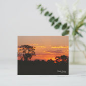 Acacia Sunset Postkarte (Stehend Vorderseite)