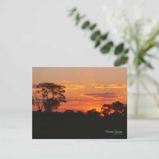 Acacia Sunset Postkarte (Stehend Vorderseite)