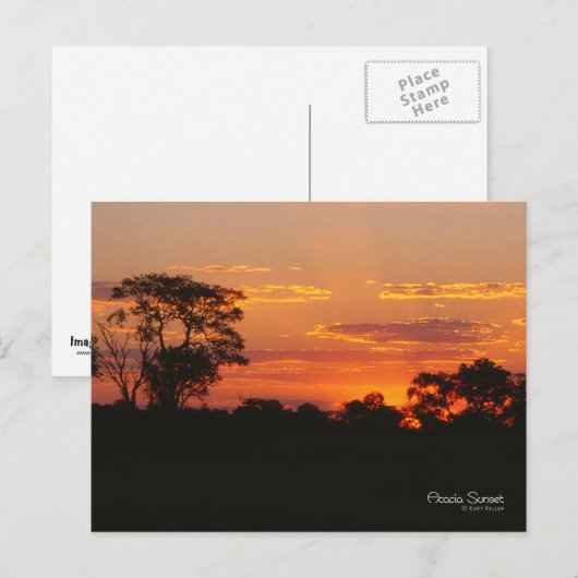 Acacia Sunset Postkarte (Vorne/Hinten)