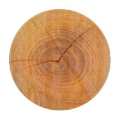 Acacia Tree Cross-Section Glass Chopping Board Schneidebrett (Vorderseite)
