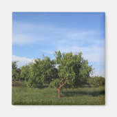 Acacia Tree Magnet (Vorne)