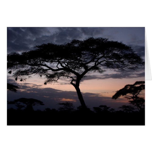 Acacia Trees Sunset Cards (Vorderseite (Horizontal))
