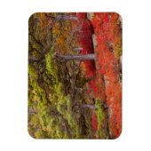 Acadia National Park, Maine Magnet (Vertikal)