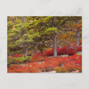 Acadia National Park, Maine Postkarte