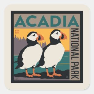 Acadia National Park, Maine   Puffins Quadratischer Aufkleber