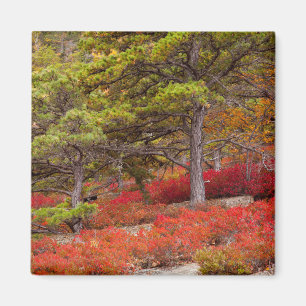 Acadia-Nationalpark, Maine Magnet