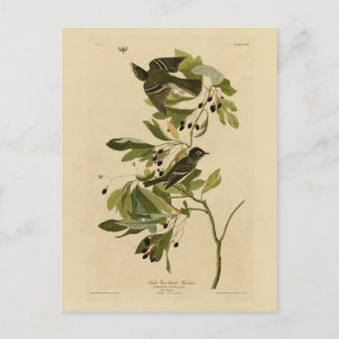 Acadian Flycatcher von Audubons Vögeln von Amerika Postkarte