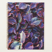 Acalypha Wilkesiana Planer (Vorderseite)